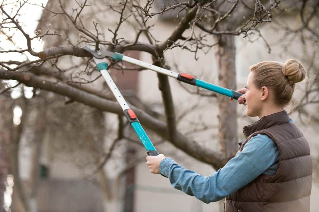 Cutting tree branch