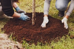 plant tree sapling in ground