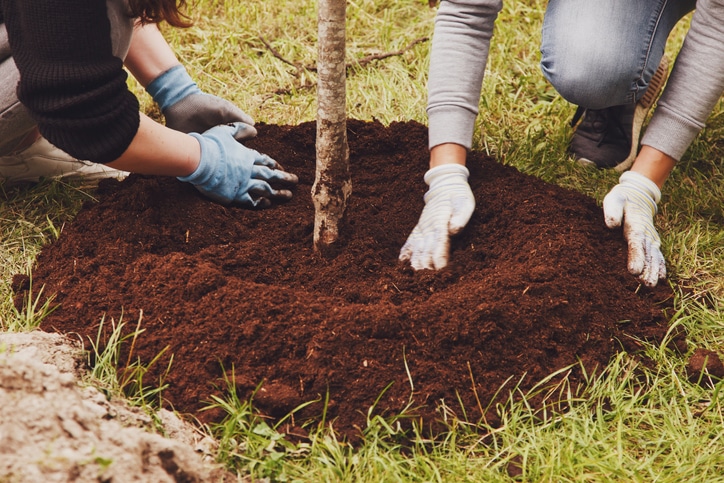 plant tree sapling in ground